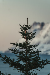 Green tree in Ersfjord near Tromso, Norway by the arctic ocean at sunset.