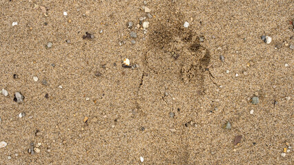 A close-up of a sandy beach surface featuring a human footprint surrounded by small rocks and shells, capturing the essence of seaside exploration and natural textures.