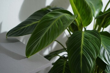 Fresh philodendron and bird of paradise leaves positioned carefully on a sleek grey concrete table, casting intricate shadow patterns on a crisp white background. Soft directional lighting creates lay