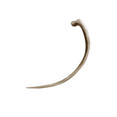 Big bone. Part of skeleton. Monochrome, brown. Old ancient fossil. Watercolor illustration isolated from background. Museum exhibit. Dog snack.