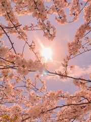 Obraz premium Beautiful cherry blossom branches reaching toward the sun in a bright blue sky with soft clouds
