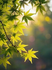 Obraz premium Golden sunlight filtering through vibrant green leaves creates a serene atmosphere in a tranquil outdoor setting