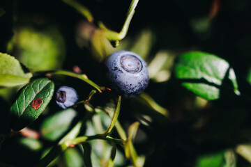Harvested berries, process of collecting, harvesting and picking ripe berries in the forest, close up view of hands with bilberry, blueberry, blackberry, strawberry and raspberry growing, berry farm