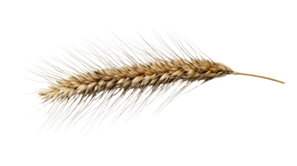 Single wheat ear on transparent background, close-up view. Natural agriculture concept