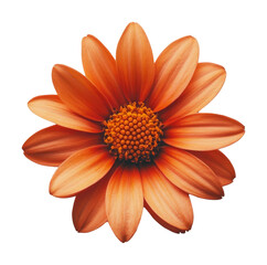 Orange dahlia flower with vibrant petals on transparent background, nature macro photography