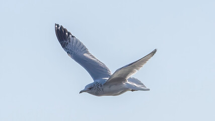 Seagulls flying in the sky