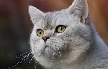 Close-up of a cute gray British Shorthair Cat