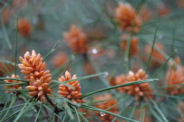 Gocce di pioggia su pini in fiore
