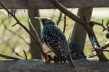starling on the tree