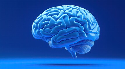 Monochromatic blue anatomical brain illustration cerebral cortex and anatomical structures