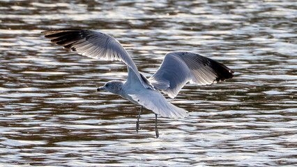 Seagulls flying over the lake