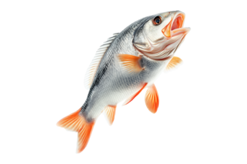Golden Perch fish with open mouth, detailed fins and scales isolated on white transparent background. Concept of marine wildlife and fishing