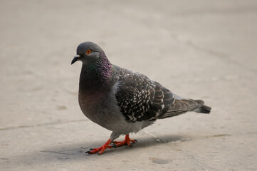 Pigeon walking in a Park.
