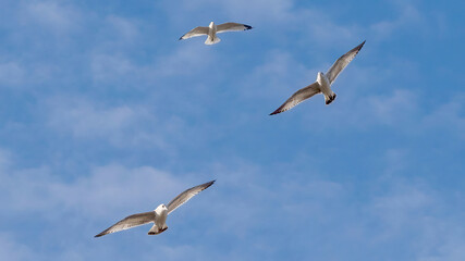 Seagulls flying in the sky