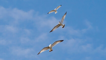 Seagulls flying in the sky