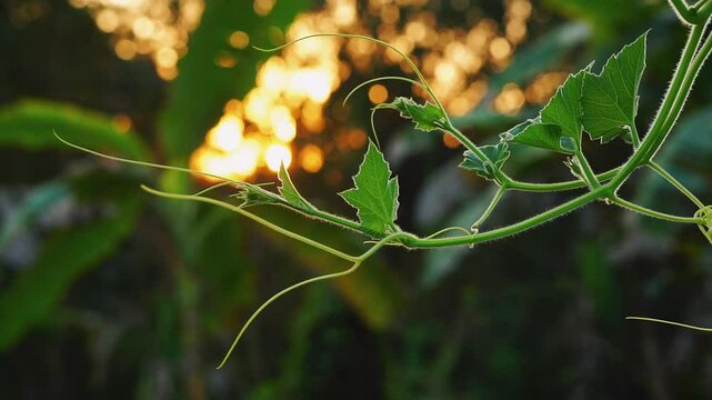 Green calabash leaves with its vine during sunset 