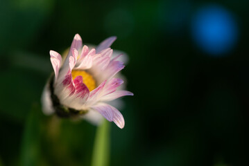 close up of pink flower