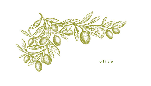 Olive texture botany plantation. Green oil branch