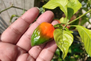 Hottest chili in the world - Bhut jolokia also known as ghost chili pepper, ghost chili and ghost jolokia. In 2007, Guinness World Records certified it as the hottest chili. Grown in North East India.