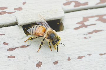 Obraz premium Honeybee covered in pollen returning to its hive during a sunny spring day