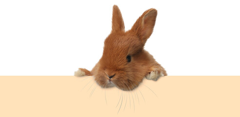Cute fluffy bunny peeking out from beige paper banner on white background