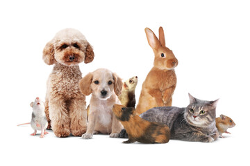 Obraz premium Group of cute domestic pets on white background