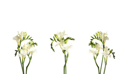 Obraz premium Aromatic freesia flowers isolated on white, set