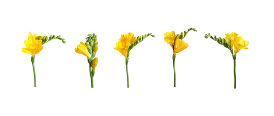 Aromatic yellow freesia flowers isolated on white, set