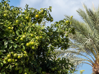 Citrus is a genus of flowering trees and shrubs in the family Rutaceae. Plants in the genus produce citrus fruits, oranges, mandarins, lemons, grapefruits, pomelos, and limes. 