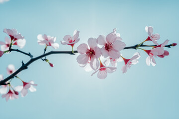 Obraz premium Delicate Cherry Blossom Branch Against Blue Sky