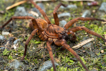 A bueatiful large brown vagrant spider close up in macro detail
