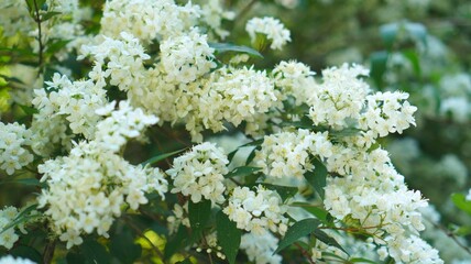 White hydrangea inflorescences on a shrub in spring close-up as a concept for creating a catalog of an online nursery of ornamental plants or a flower shop