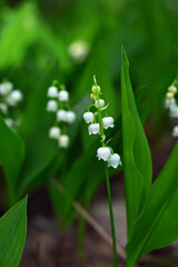 white spring lily of the valley flowers in the garden