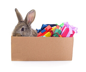 Rabbit in a box with gifts.