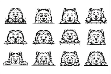 Obraz premium Peeking Samoyed Dog svg