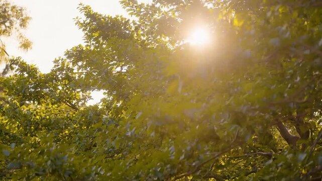 Sunlight Filters Through Lush Green Leaves in a Tranquil Park During a Calm Afternoon