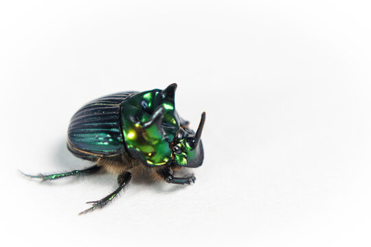 Megasoma gyas 