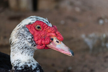 duck