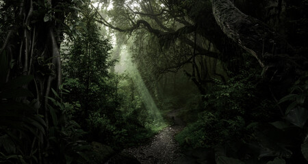 Dim light filters through the dense foliage of a tropical rainforest. © quickshooting