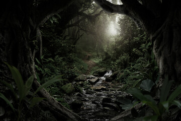 Dim light filters through the dense foliage of a tropical rainforest.