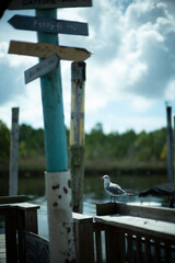 Seagull by a sign