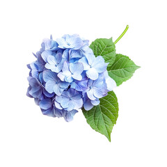 Fototapeta premium Delicate Light Blue Hydrangea Blossom Peaceful Serenity in Nature Botanical Beauty