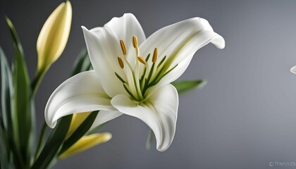 Obraz premium White Lily Flower