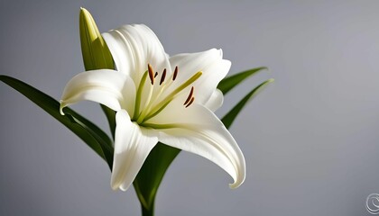 Obraz premium White Lily Blossom on Gray Background