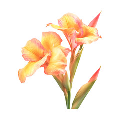 Delicate Peach Canna Lilies Blooming Gracefully against Black Background
