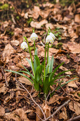Bucaneve nel bosco a marzo