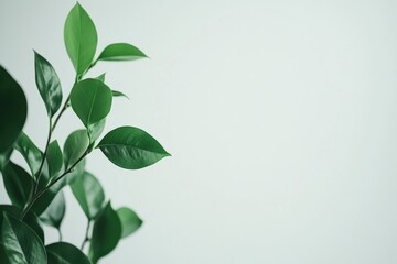Obraz premium 緑の葉が生い茂る植物が白い背景に映える室内の静かな光景