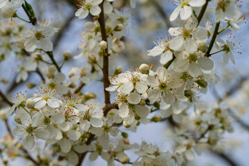 A Beautiful White Flowering Branch is in Full Bloom, showcasing its natural elegance and charm