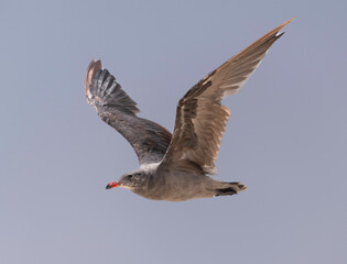 Seagull soaring above the waves within Point Reyes National Seashore California