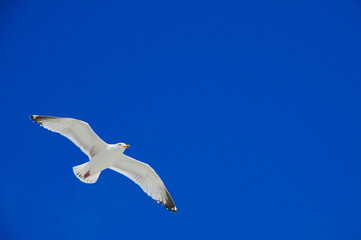 A herring gull flying in a beautiful blue sky 